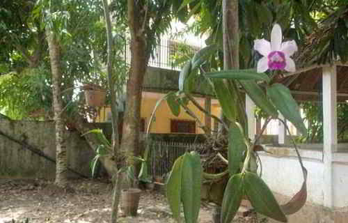 HOSPEDAGEM DOMICILIAR JARDIM TROPICAL EM RIO BRANCO - alugarpousadas