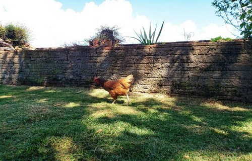 Rancho Coite | Abadiânia - alugarpousadas